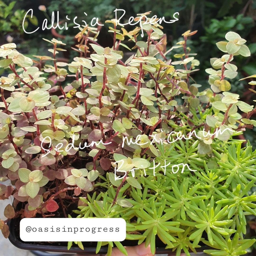 Callisia Assorted - View 13 from www redcrocus com