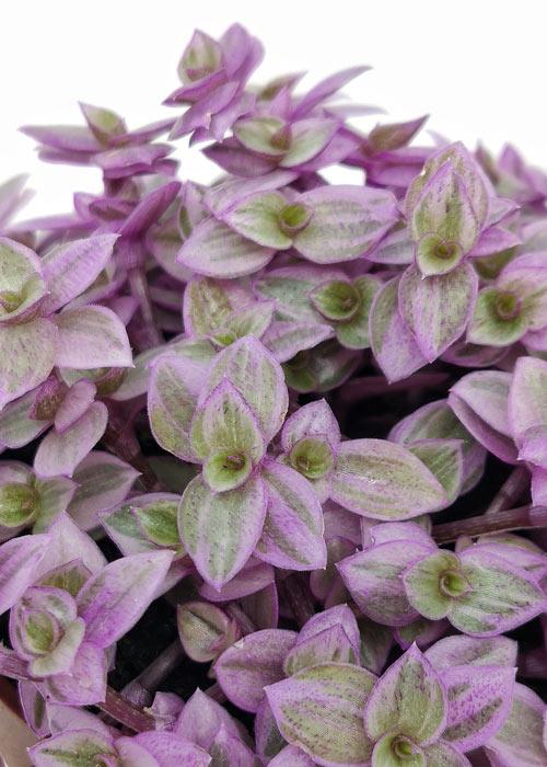 Callisia Assorted - View 14 from www redcrocus com