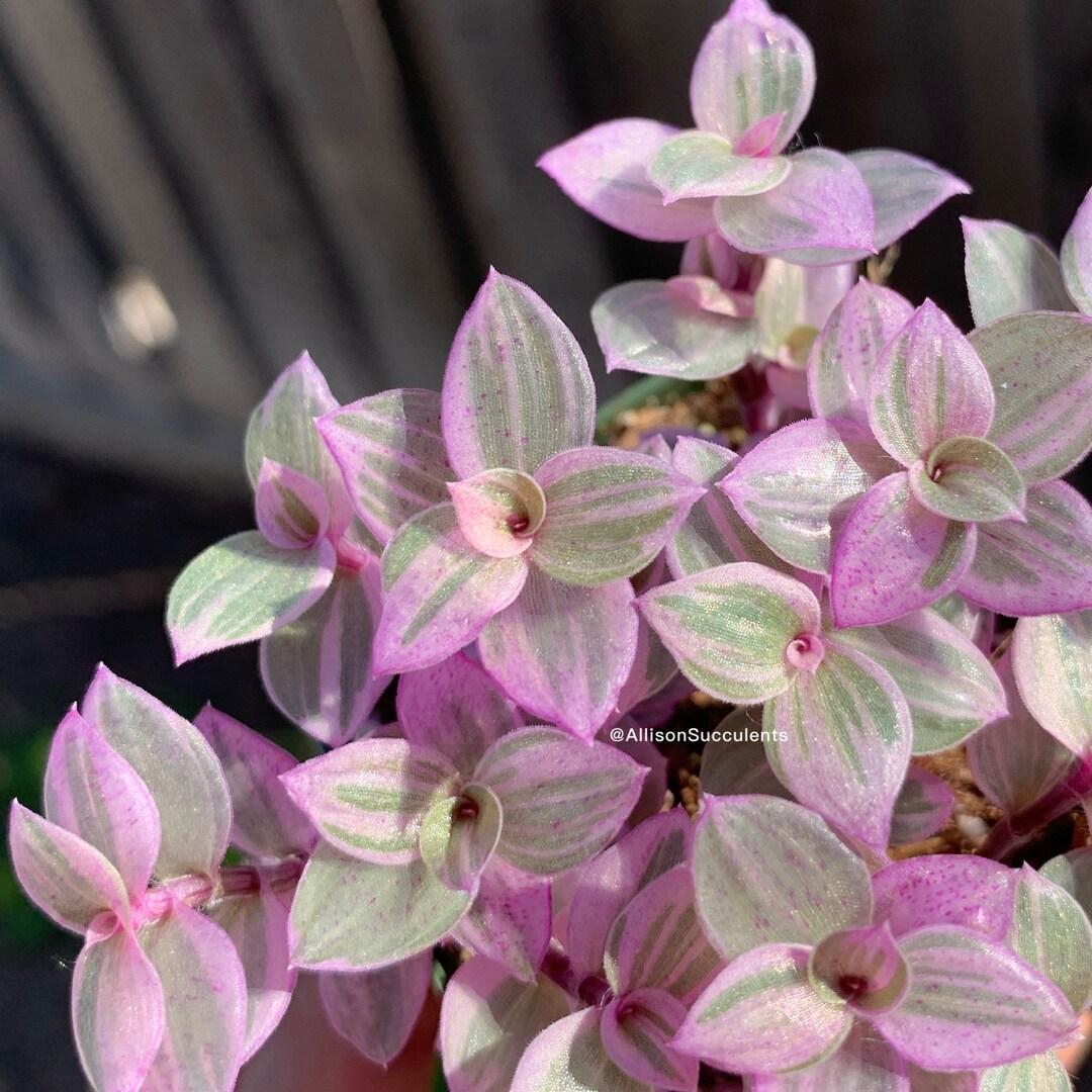 Callisia Assorted - View 15 from www redcrocus com