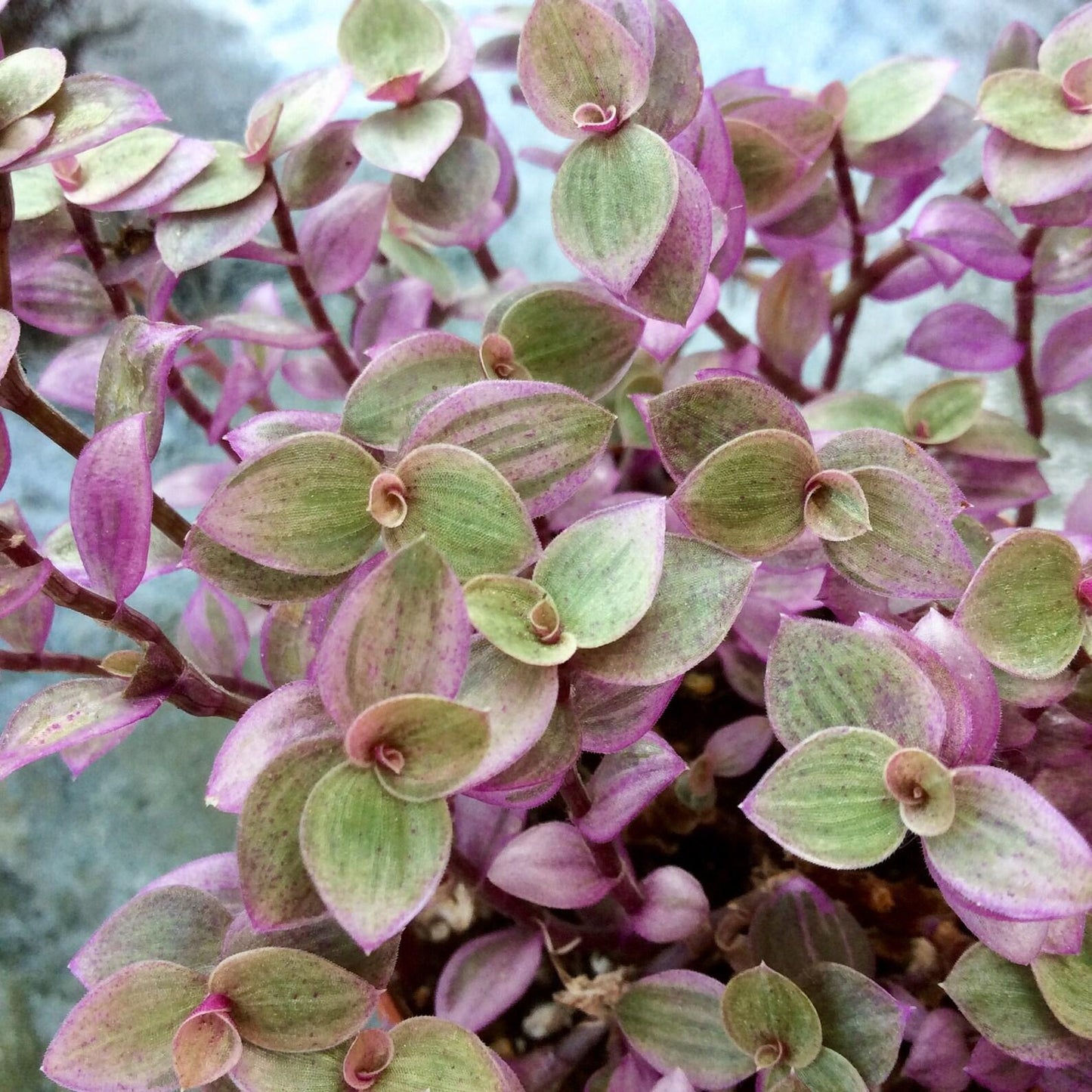 Callisia Assorted - View 16 from www redcrocus com