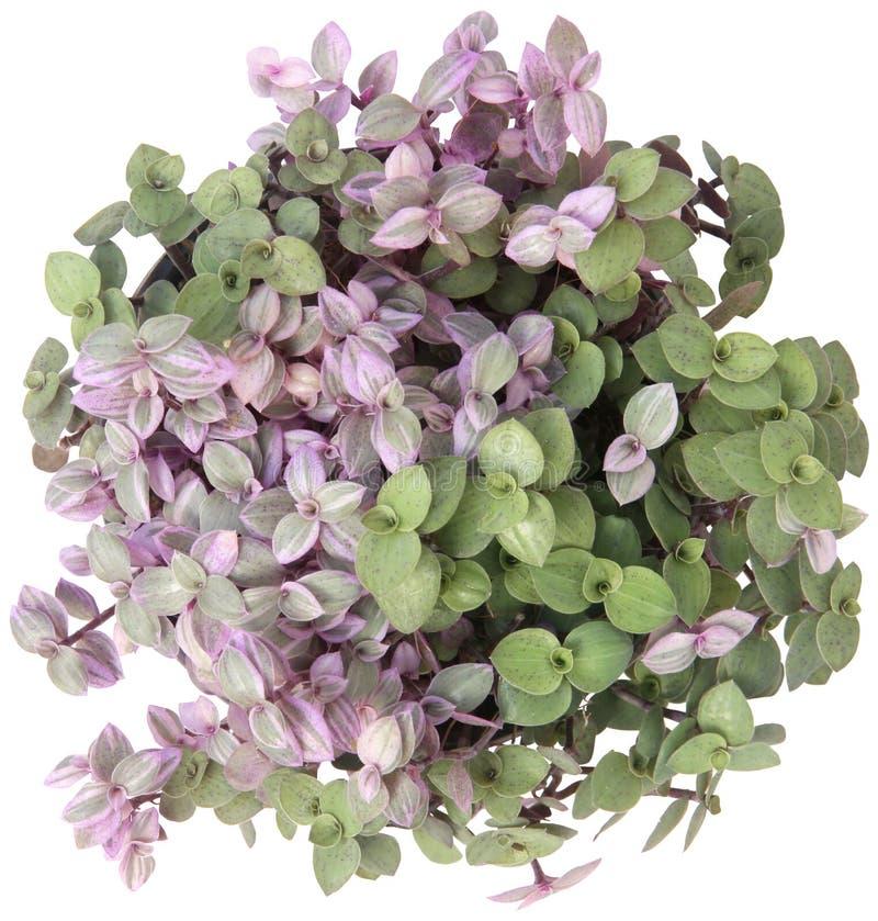 Callisia Assorted - View 18 from www redcrocus com