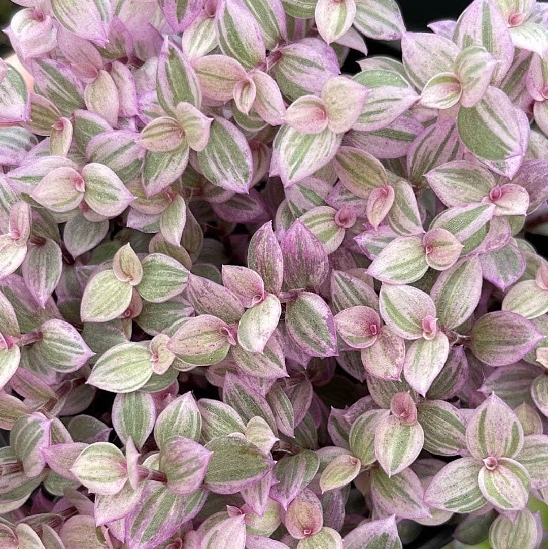 Callisia Assorted - View 4 from www redcrocus com