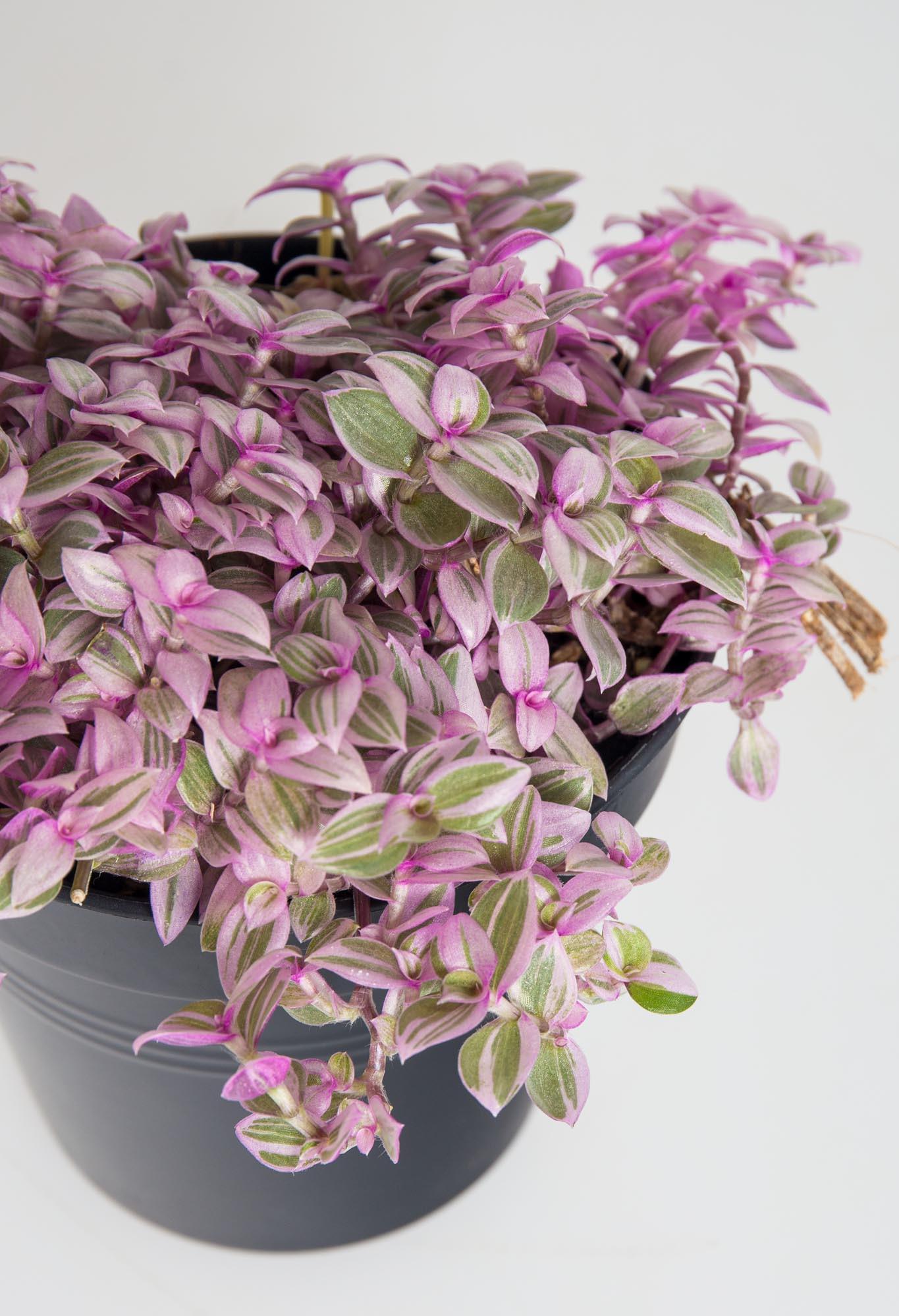 Callisia Assorted - View 5 from www redcrocus com