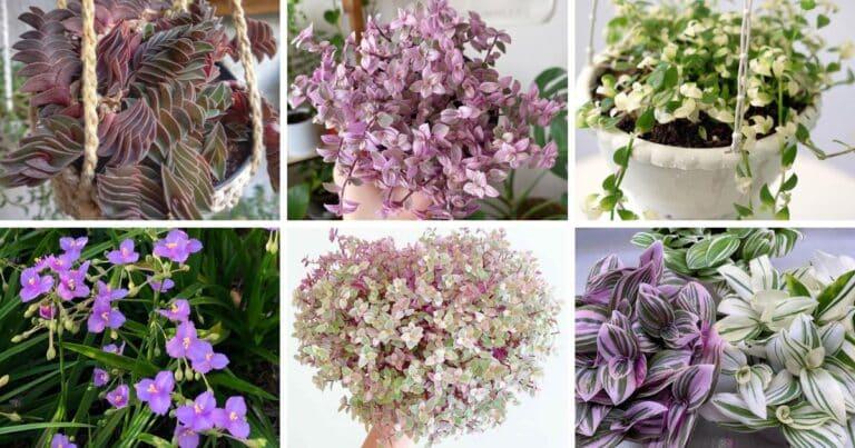 Callisia Assorted - View 6 from www redcrocus com