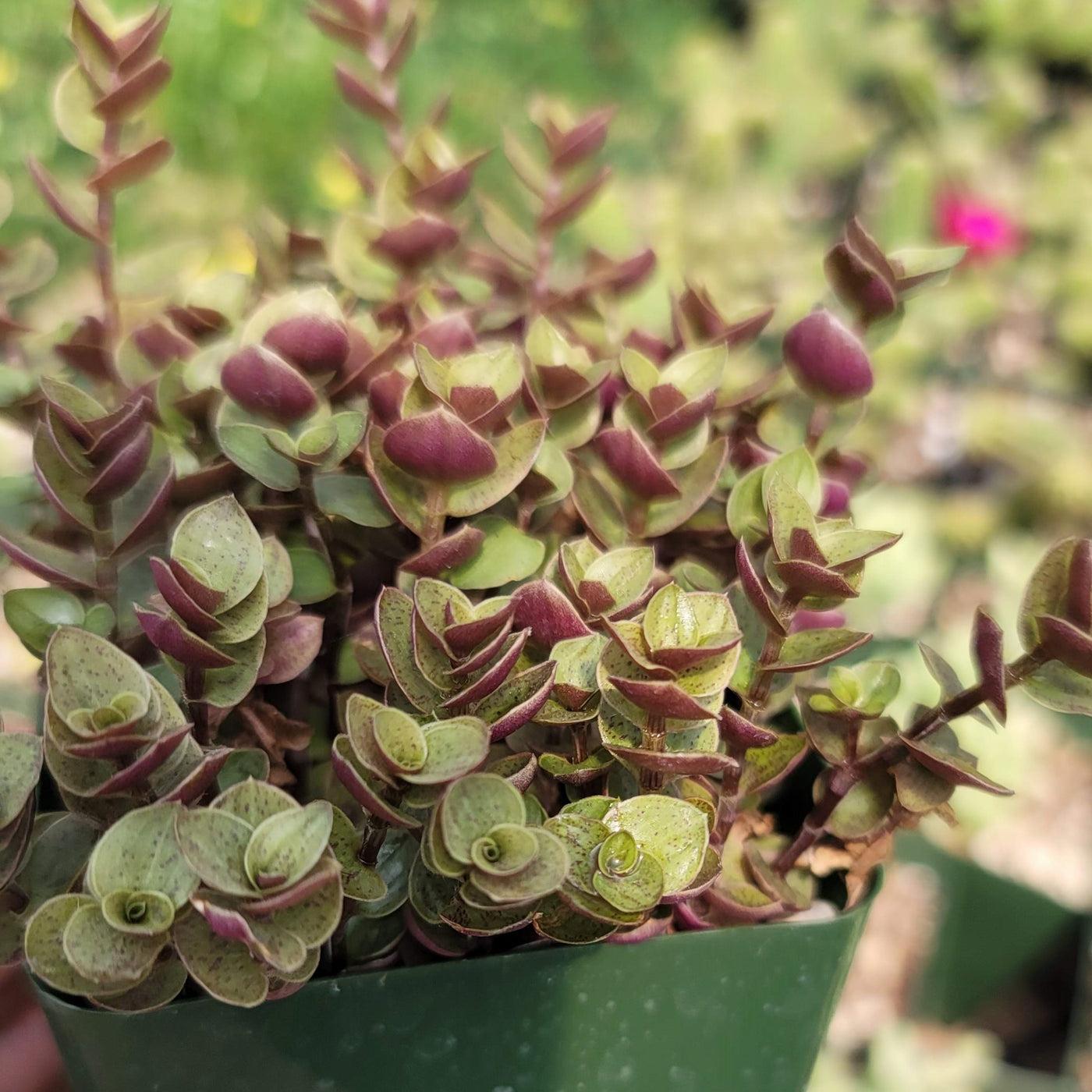 Callisia Assorted - View 7 from www redcrocus com