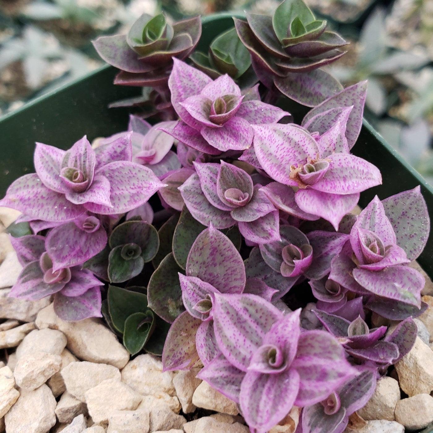 Callisia Assorted - View 8 from www redcrocus com