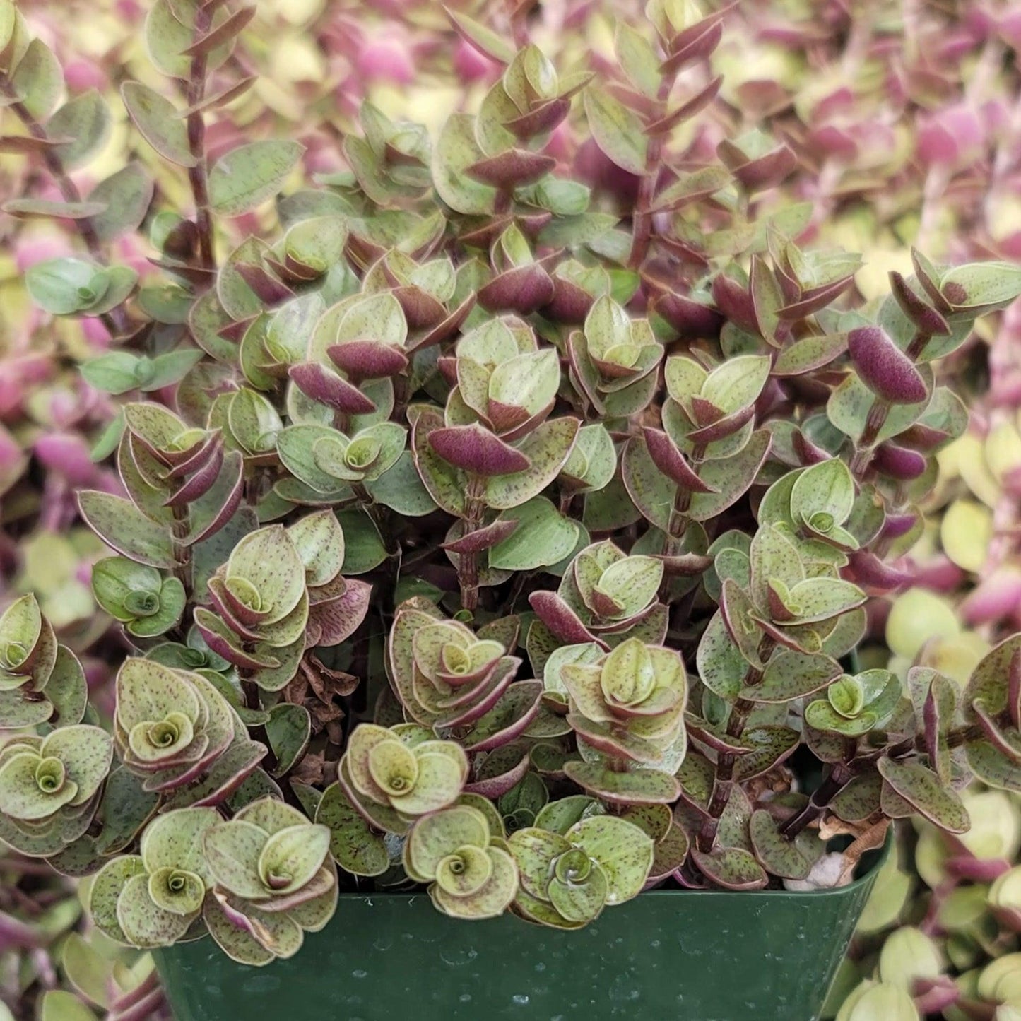 Callisia Assorted - View 9 from www redcrocus com