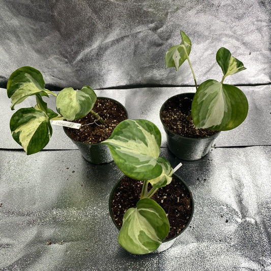 Epipremnum Aureum Manjula - View 11 from www redcrocus com