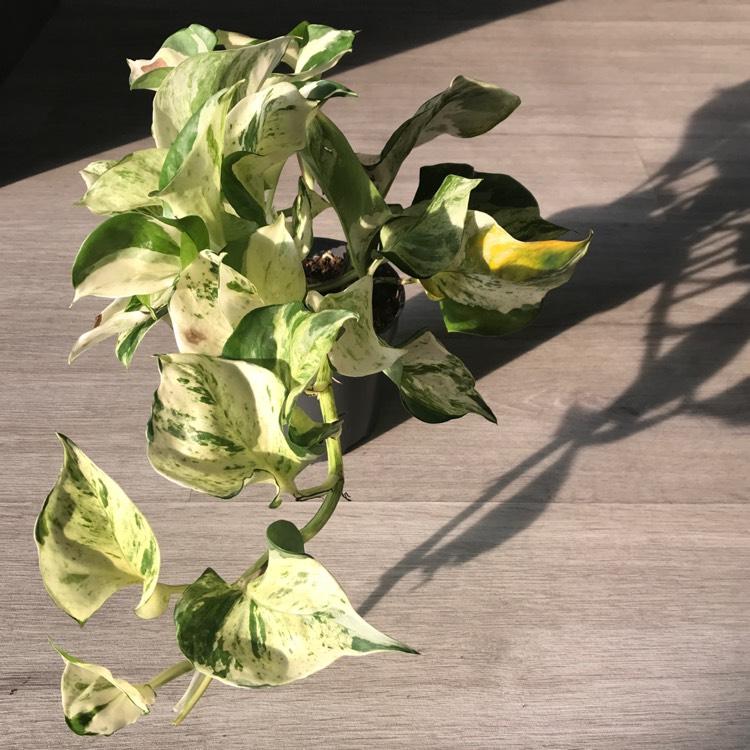 Epipremnum Aureum Manjula - View 12 from www redcrocus com