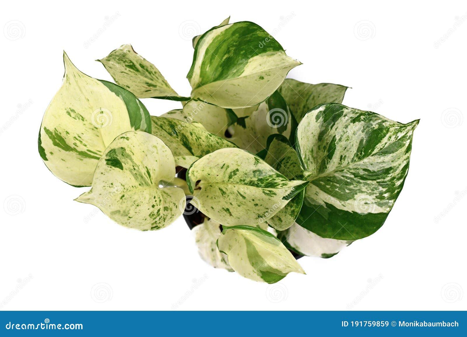Epipremnum Aureum Manjula - View 15 from www redcrocus com