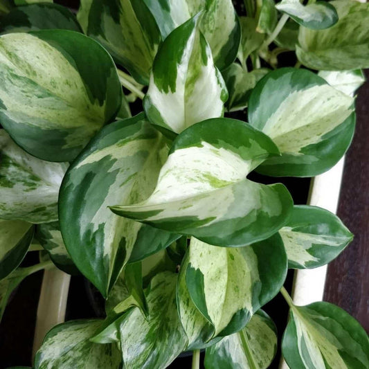 Epipremnum Aureum Manjula - View 1 from www redcrocus com