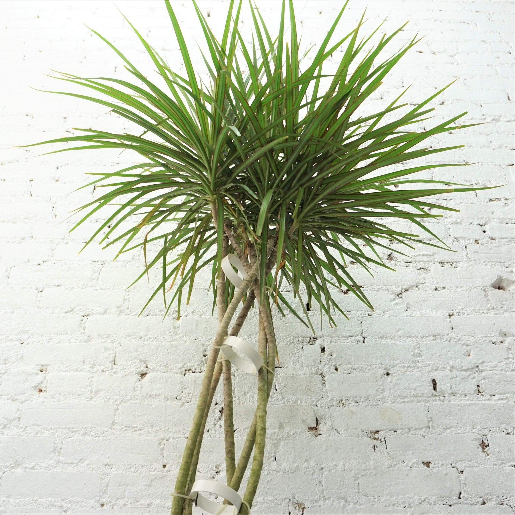 Dracaena Marginata Flat Weave Braid - View 11 from www redcrocus com