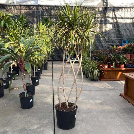 Dracaena Marginata Flat Weave Braid - View 1 from www redcrocus com