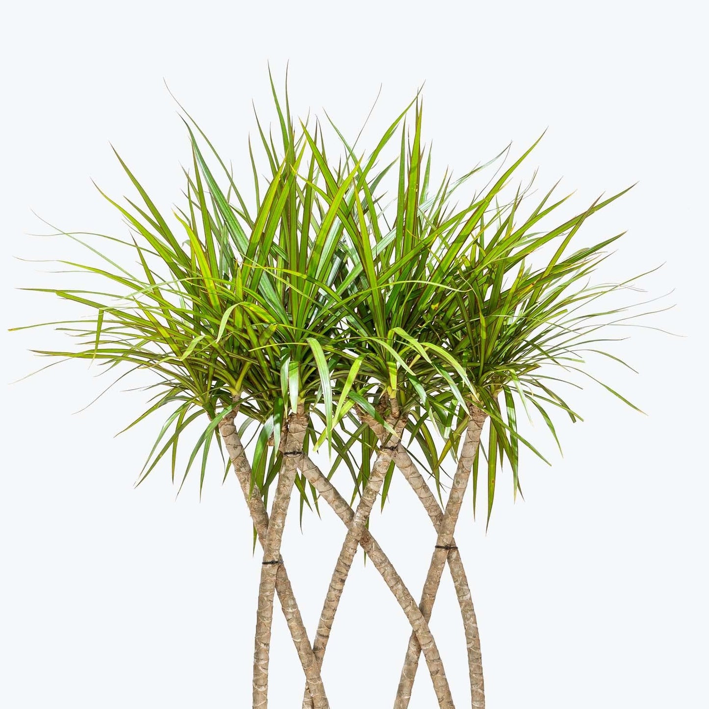 Dracaena Marginata Flat Weave Braid - View 5 from www redcrocus com