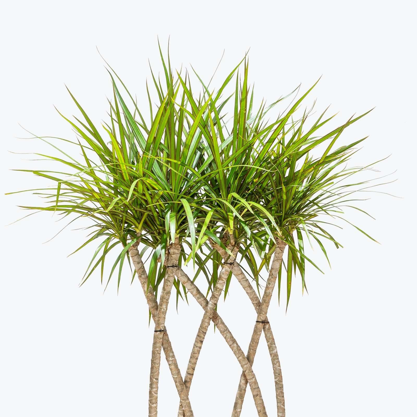 Dracaena Marginata Flat Weave Braid - View 5 from www redcrocus com