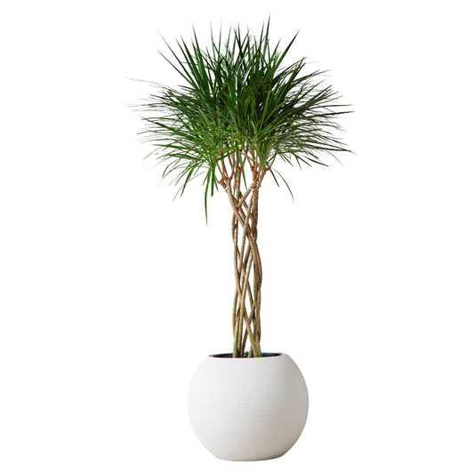 Dracaena Marginata Open Weave Braid - View 10 from www redcrocus com