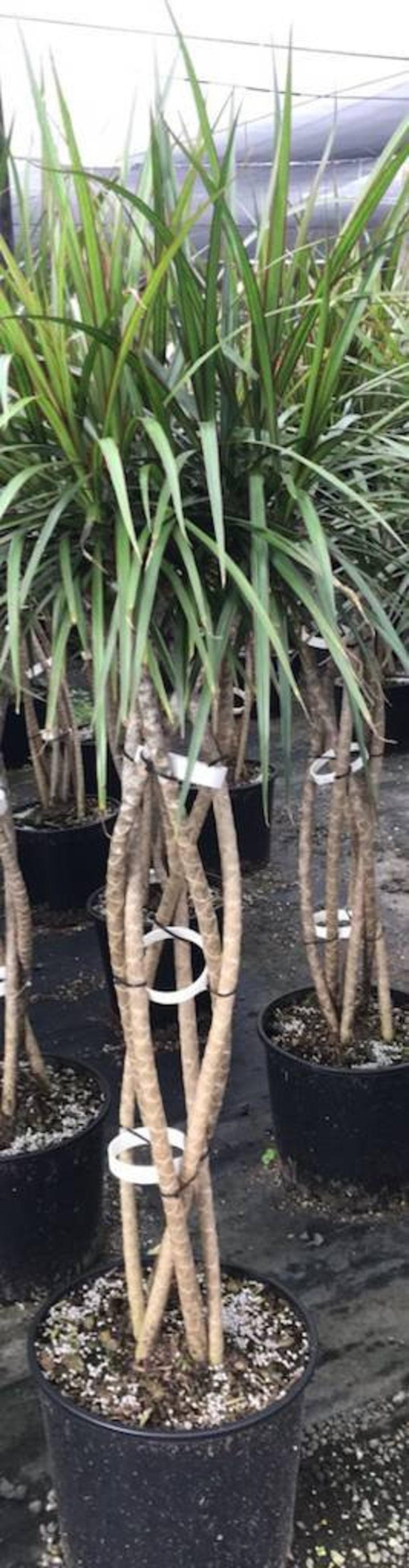 Dracaena Marginata Open Weave Braid - View 11 from www redcrocus com