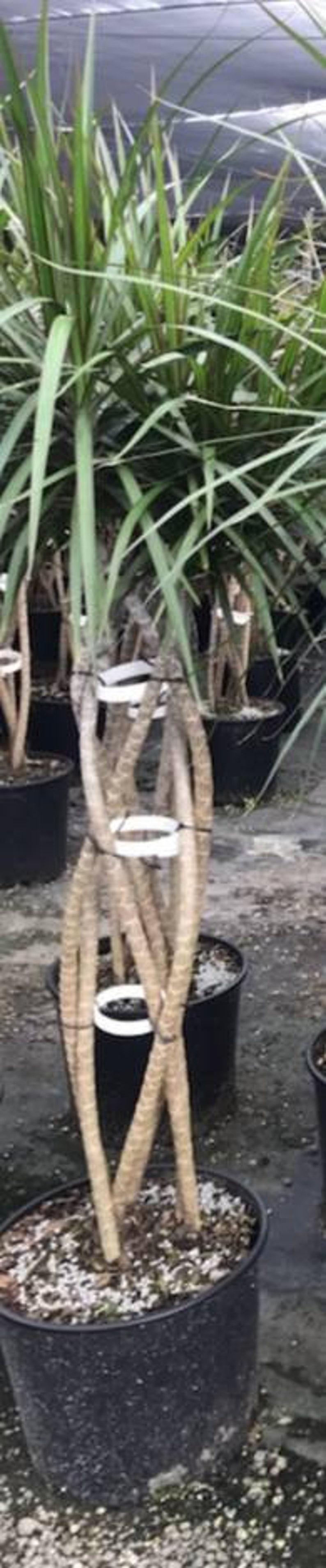 Dracaena Marginata Open Weave Braid - View 12 from www redcrocus com