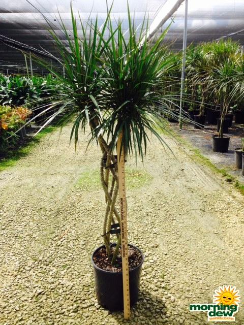 Dracaena Marginata Open Weave Braid - View 15 from www redcrocus com