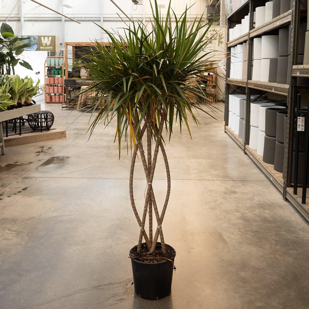 Dracaena Marginata Open Weave Braid - View 1 from www redcrocus com