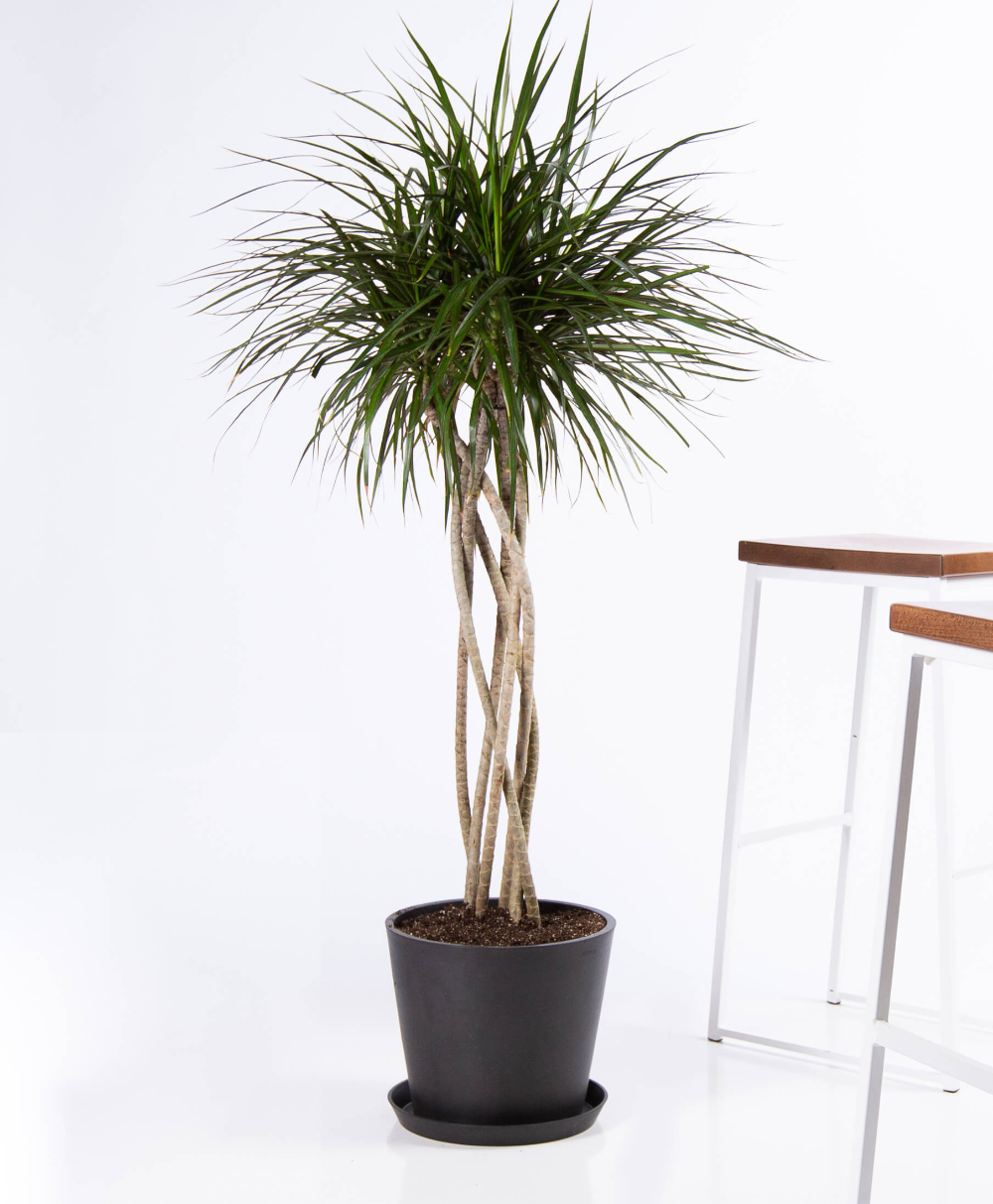 Dracaena Marginata Open Weave Braid - View 4 from www redcrocus com