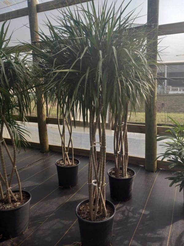 Dracaena Marginata Open Weave Braid - View 4 from www redcrocus com