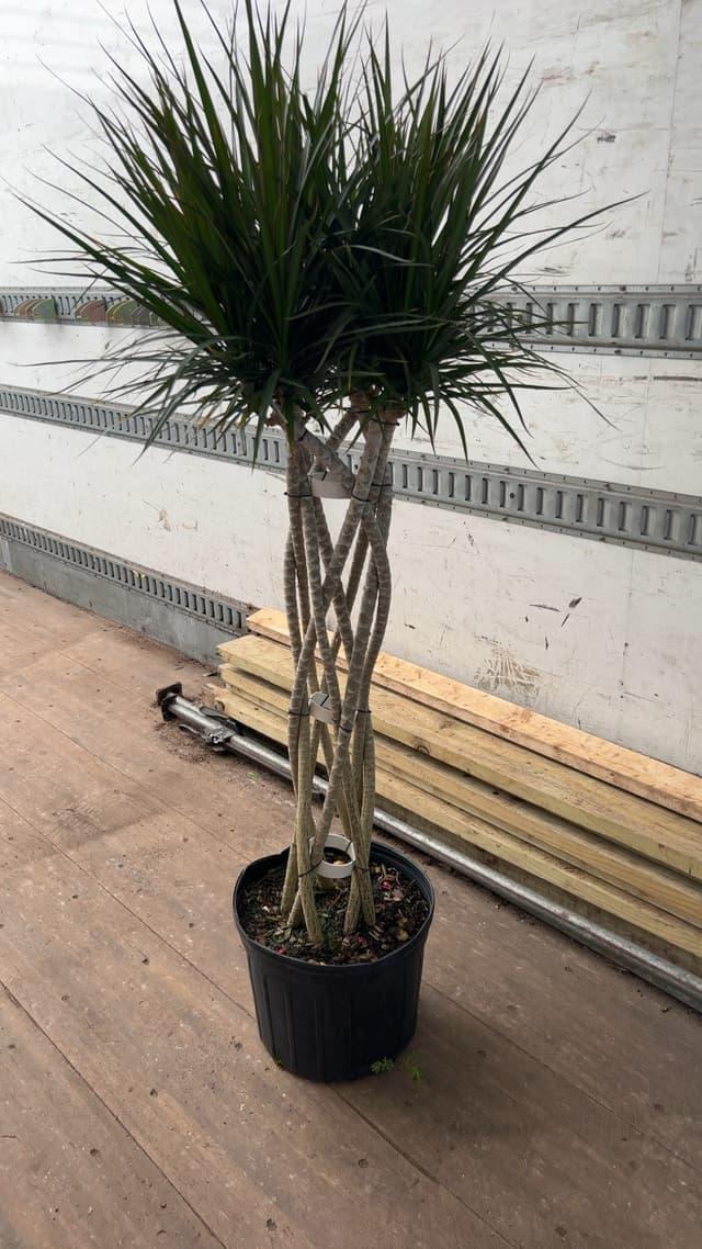 Dracaena Marginata Open Weave Braid - View 5 from www redcrocus com