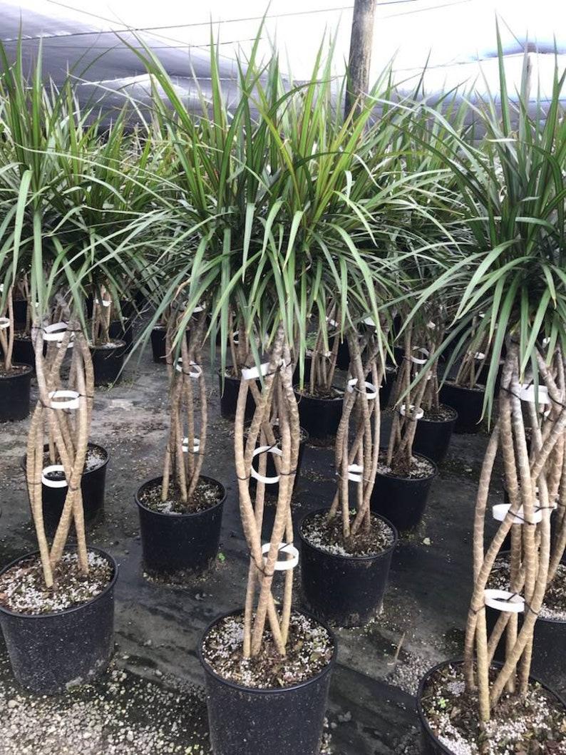 Dracaena Marginata Open Weave Braid - View 7 from www redcrocus com