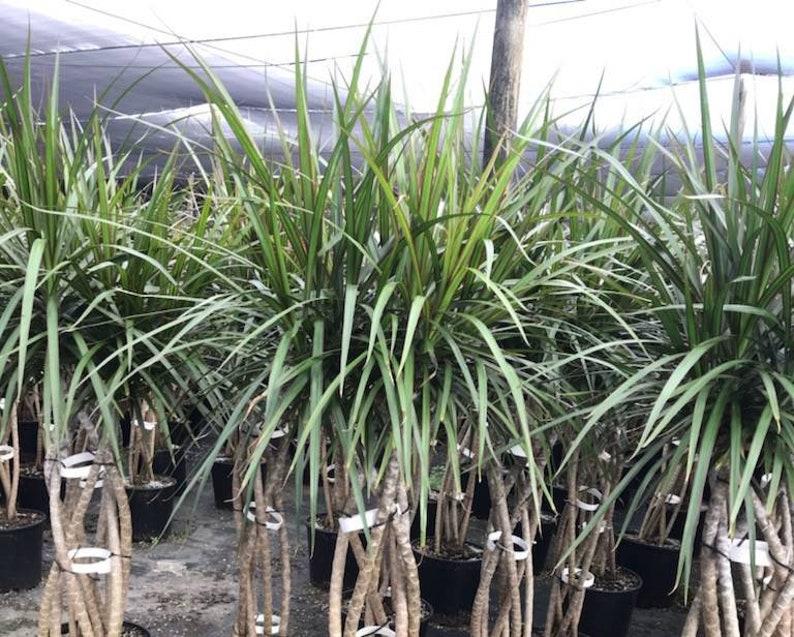 Dracaena Marginata Open Weave Braid - View 9 from www redcrocus com