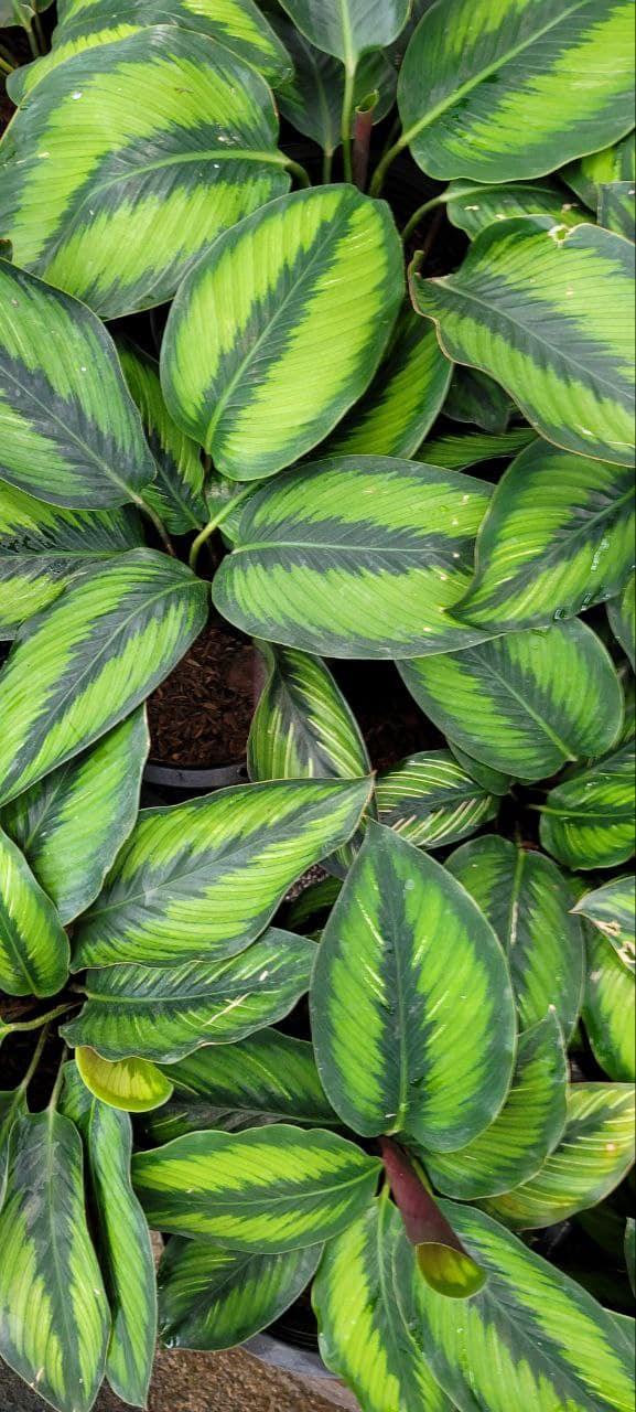 Calathea Ornata Beauty Star - View 2 from www redcrocus com