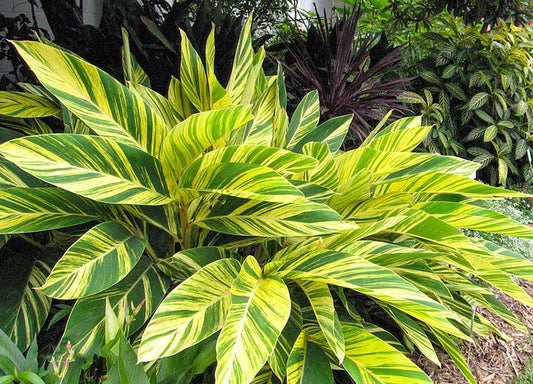 Alpinia Zerumbet Variegata - View 10 from www redcrocus com