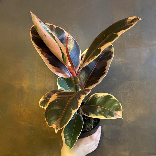 Ficus Elastica Belize - View 10 from www redcrocus com
