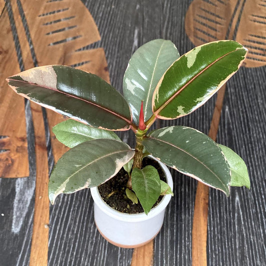 Ficus Elastica Belize - View 12 from www redcrocus com