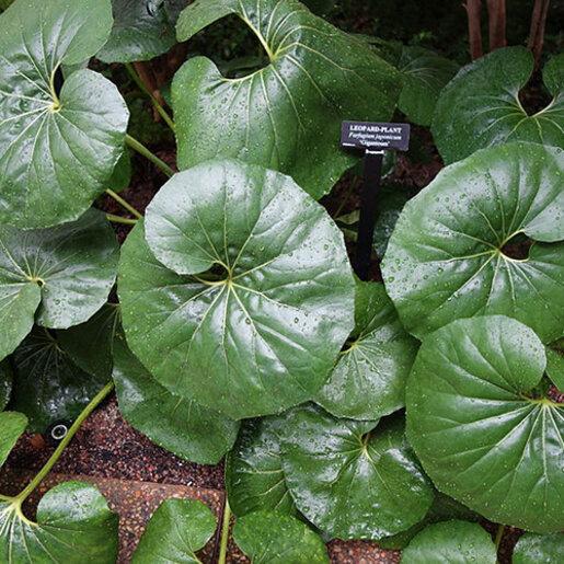 Farfugium Japonicum Var  Giganteum - View 10 from www redcrocus com