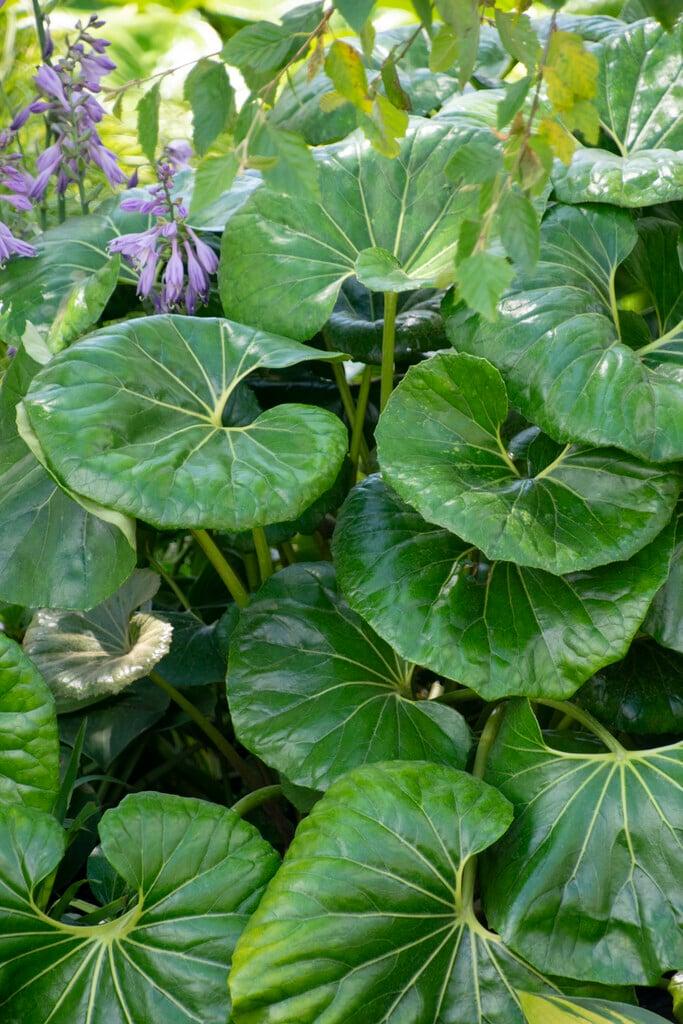 Farfugium Japonicum Var  Giganteum - View 11 from www redcrocus com