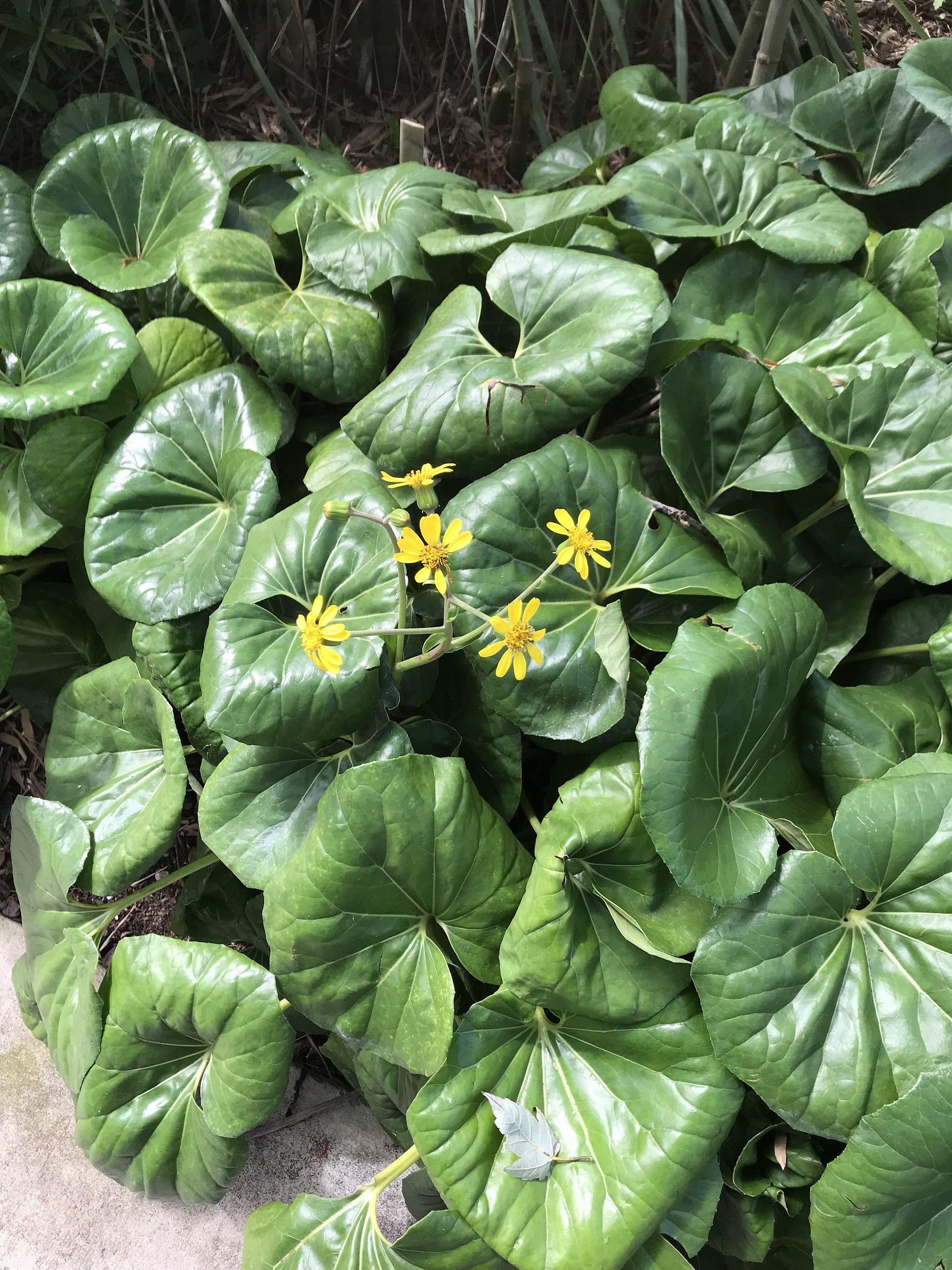 Farfugium Japonicum Var  Giganteum - View 15 from www redcrocus com