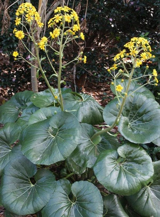 Farfugium Japonicum Var  Giganteum - View 1 from www redcrocus com
