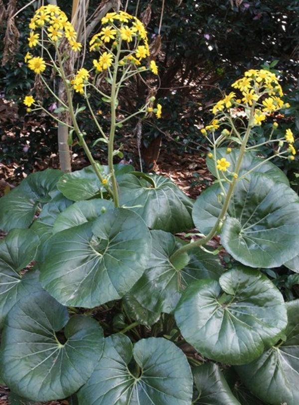 Farfugium Japonicum Var  Giganteum - View 1 from www redcrocus com