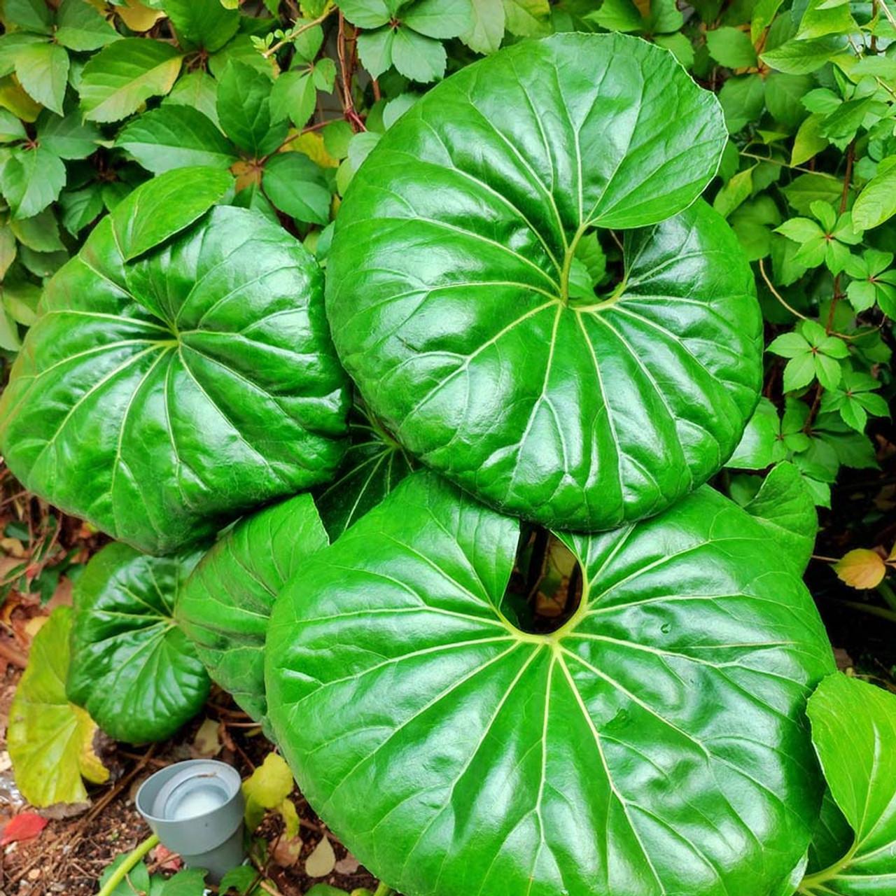Farfugium Japonicum Var  Giganteum - View 2 from www redcrocus com
