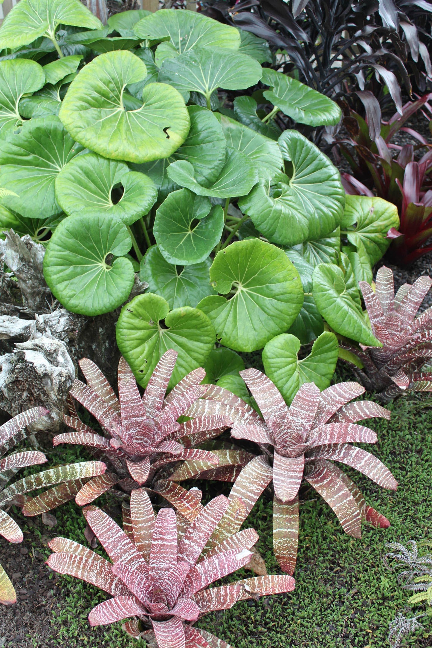 Farfugium Japonicum Var  Giganteum - View 6 from www redcrocus com