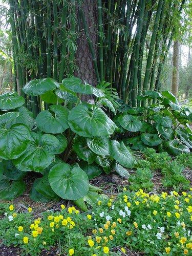 Farfugium Japonicum Var  Giganteum - View 7 from www redcrocus com