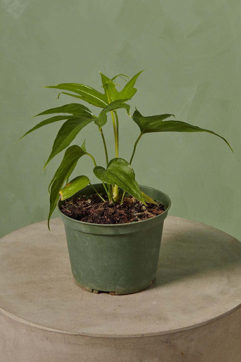Anthurium Fingers Wooden Crate - View 11 from www redcrocus com