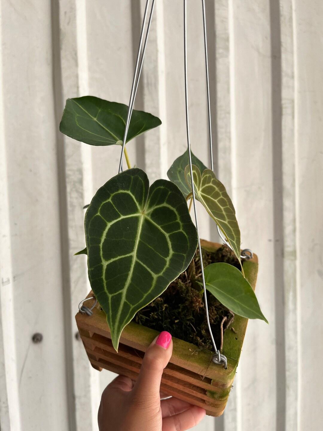 Anthurium Fingers Wooden Crate - View 13 from www redcrocus com
