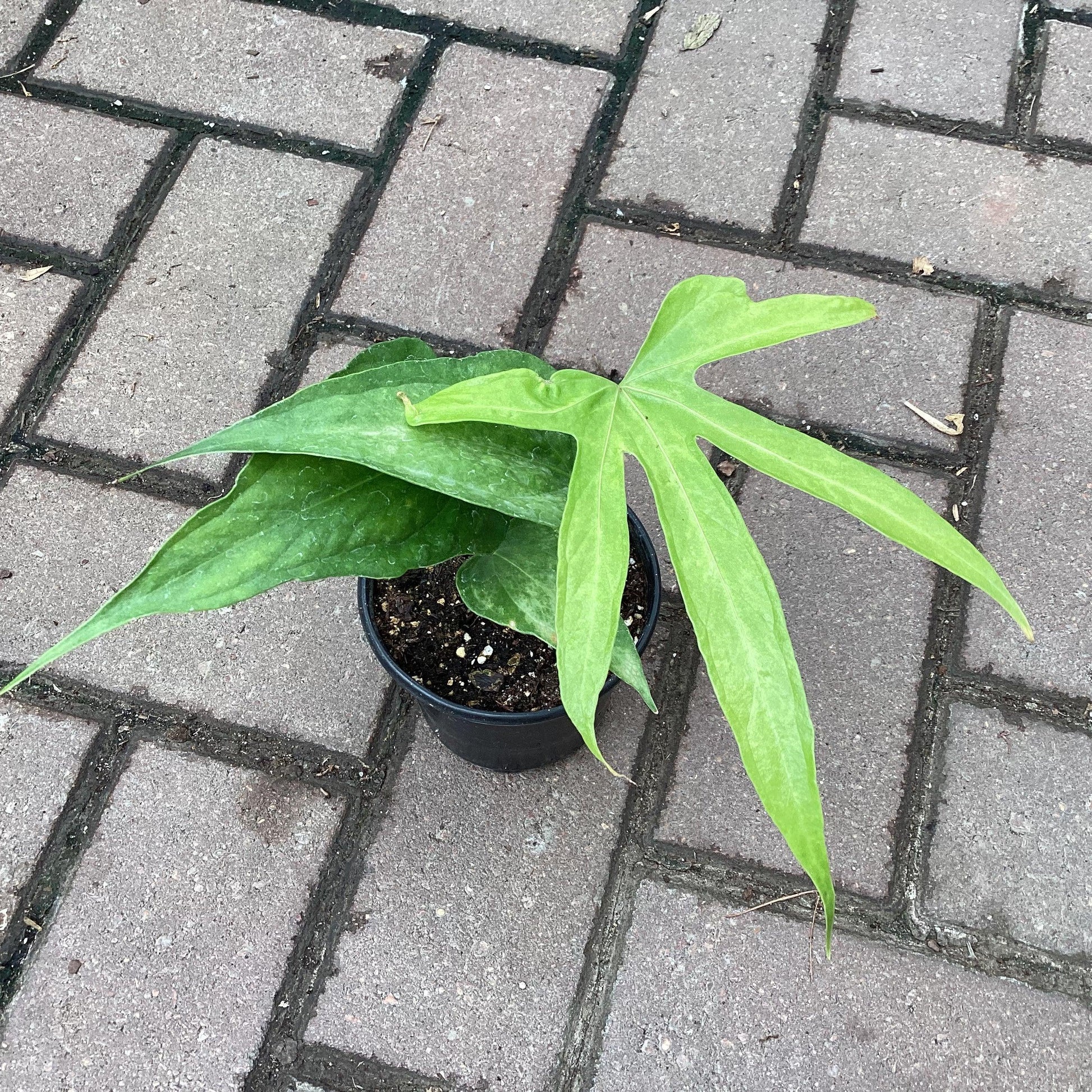 Anthurium Fingers Wooden Crate - View 14 from www redcrocus com