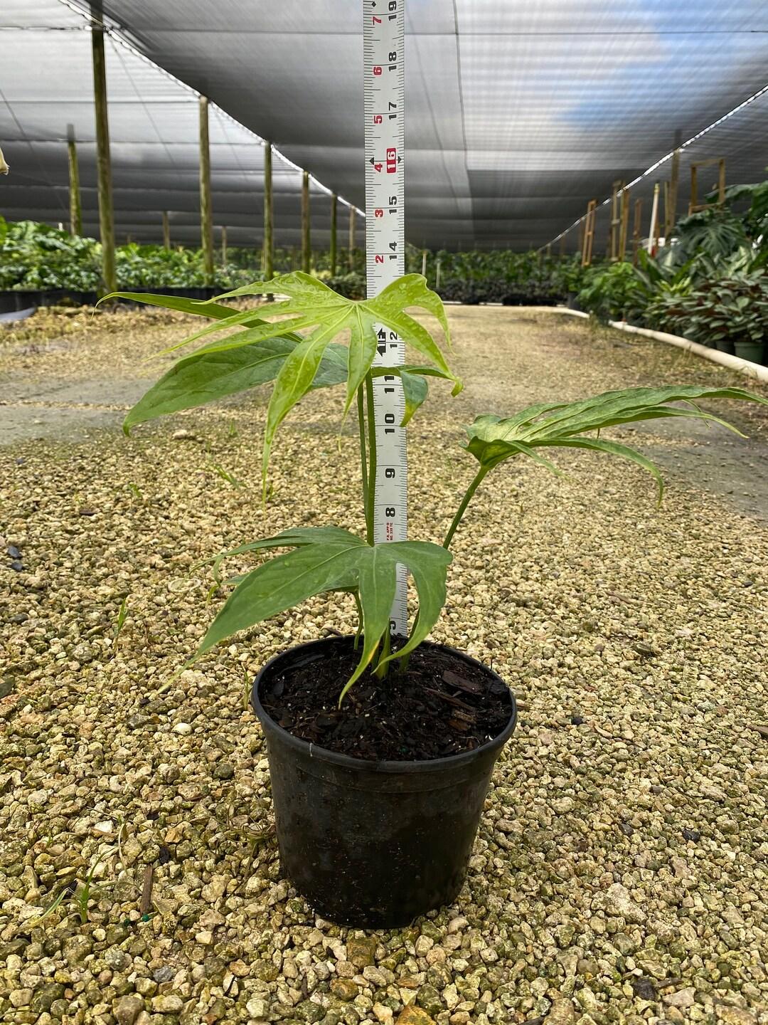 Anthurium Fingers Wooden Crate - View 15 from www redcrocus com