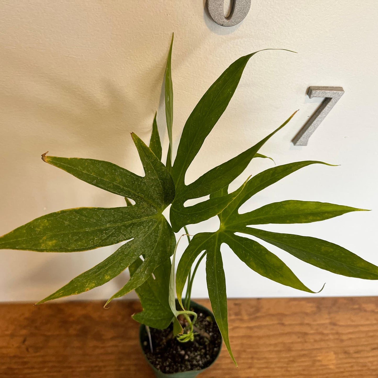 Anthurium Fingers Wooden Crate - View 16 from www redcrocus com