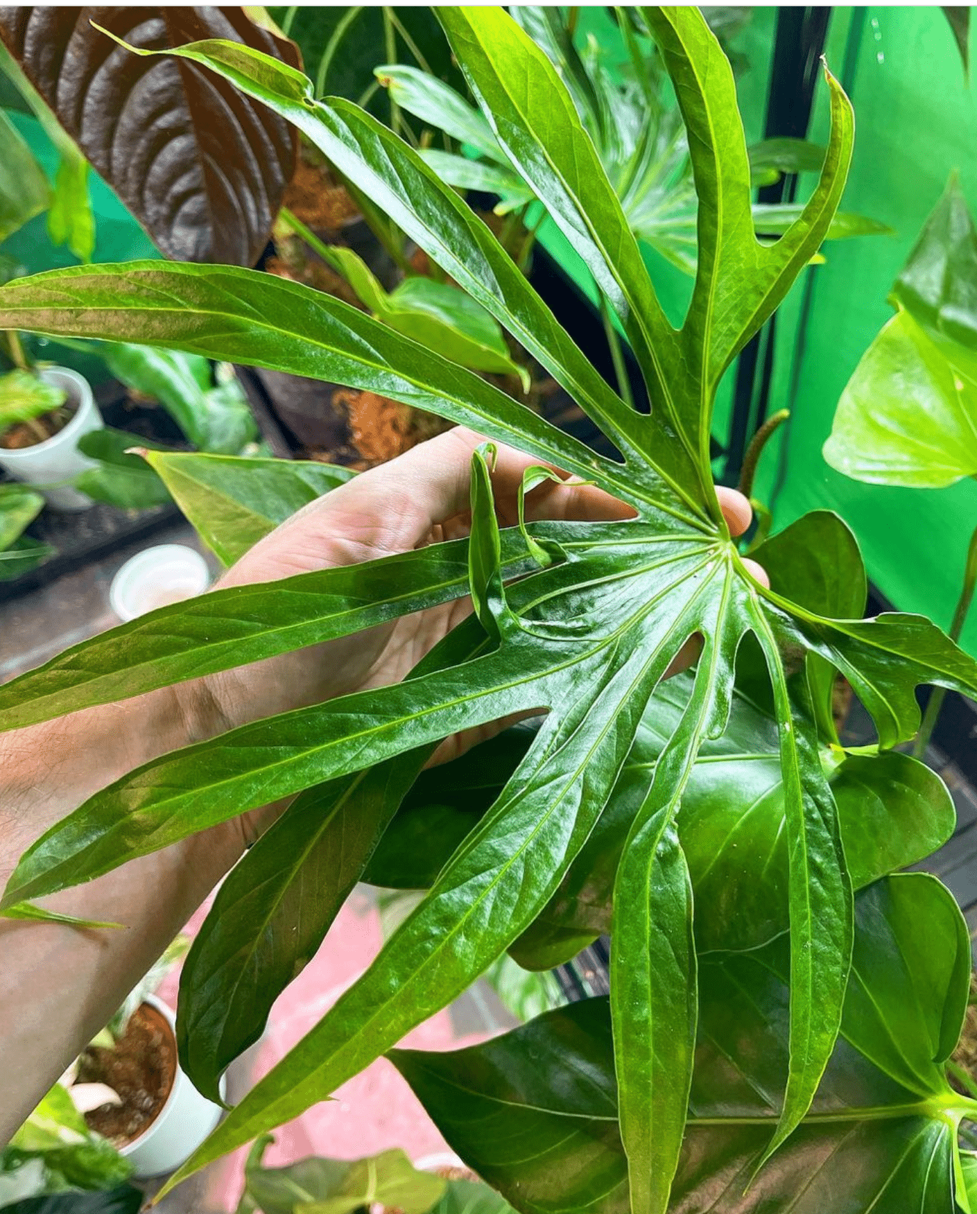 Anthurium Fingers Wooden Crate - View 2 from www redcrocus com