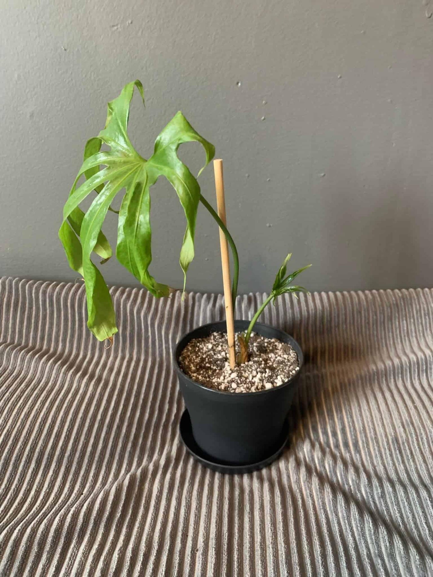 Anthurium Fingers Wooden Crate - View 8 from www redcrocus com