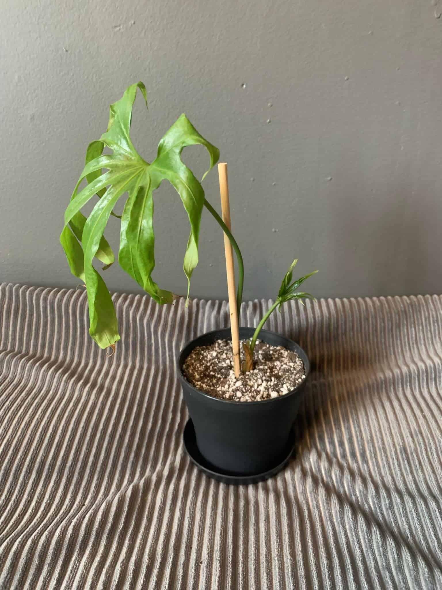 Anthurium Fingers Wooden Crate - View 8 from www redcrocus com