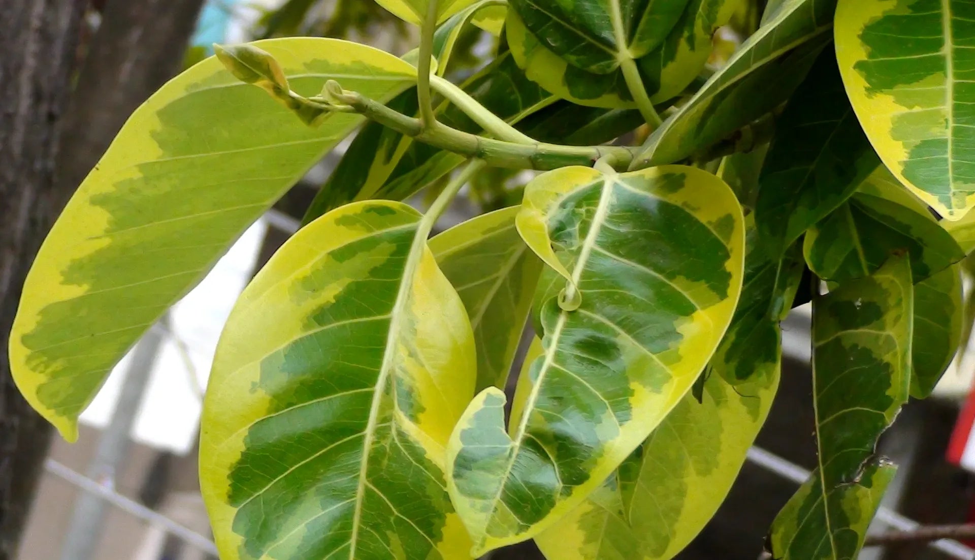 Ficus Altissima - View 11 from www redcrocus com